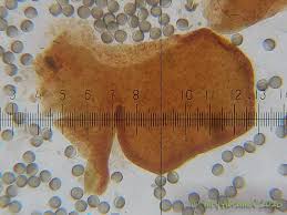 Attēlu rezultāti vaicājumam “Licea minima”