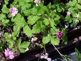 Attēlu rezultāti vaicājumam “Rubus arcticus”