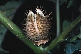 Attēlu rezultāti vaicājumam “Datura stramonium fruit”