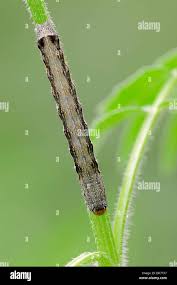 Attēlu rezultāti vaicājumam “Orthosia munda”