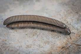 Attēlu rezultāti vaicājumam “Ommatoiulus vilnensis”