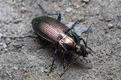 Attēlu rezultāti vaicājumam “Poecilus versicolor”