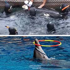 Image result for japan dolphin slaughter
