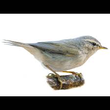 Attēlu rezultāti vaicājumam “Phylloscopus collybita adult”