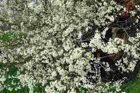 Attēlu rezultāti vaicājumam “Prunus cerasifera var. divaricata flower”