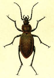 Attēlu rezultāti vaicājumam “Carabus arcensis”