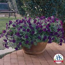 Image result for Petunia