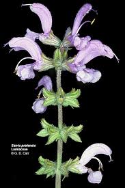 Attēlu rezultāti vaicājumam “Labiatae”