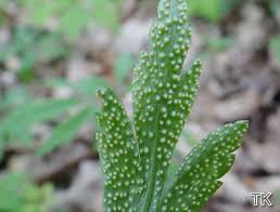 Attēlu rezultāti vaicājumam “Ochropsora ariae”