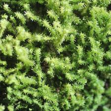 Attēlu rezultāti vaicājumam “Anomodon viticulosus”