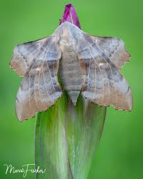 Attēlu rezultāti vaicājumam “Laothoe populi”