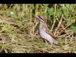 Image result for Jynx torquilla