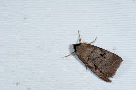 Attēlu rezultāti vaicājumam “Lygephila viciae”