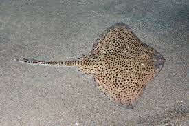 Image result for Raja montagui