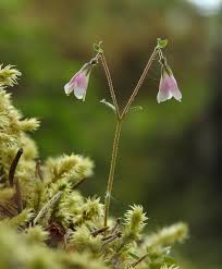 Attēlu rezultāti vaicājumam “Linnaea borealis flower”
