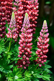 Image result for Lupinen