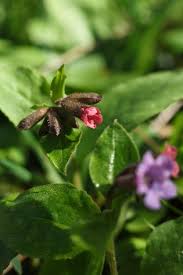 Attēlu rezultāti vaicājumam “Pulmonaria obscura”
