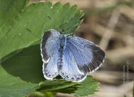 Attēlu rezultāti vaicājumam “Celastrina argiolus female”