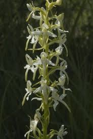 Attēlu rezultāti vaicājumam “Platanthera chlorantha flower”