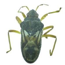 Attēlu rezultāti vaicājumam “Alloeotomus sp.”