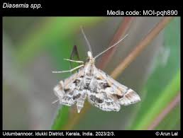 Attēlu rezultāti vaicājumam “Diasemia reticularis”