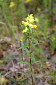 Attēlu rezultāti vaicājumam “Rhinanthus serotinus fruit”