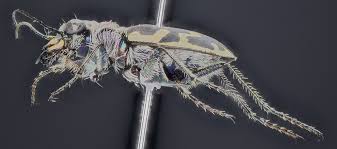 Attēlu rezultāti vaicājumam “Cicindela sylvatica imago”