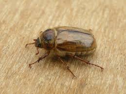 Attēlu rezultāti vaicājumam “Amphimallon solstitiale imago”