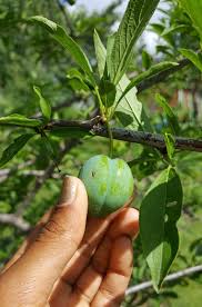 Attēlu rezultāti vaicājumam “Prunus (plum-tree) fruit”