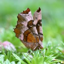 Attēlu rezultāti vaicājumam “Selenia tetralunaria”