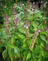 Image result for Ocimum basilicum