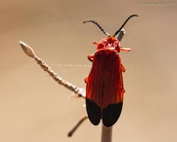 Attēlu rezultāti vaicājumam “Lygistopterus sanguineus larva”