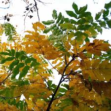 Attēlu rezultāti vaicājumam “Pterocarya fraxinifolia leaf”