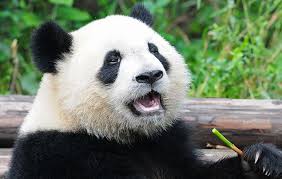 Image result for pandas