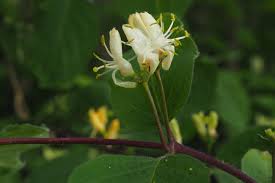 Attēlu rezultāti vaicājumam “Lonicera xylosteum”