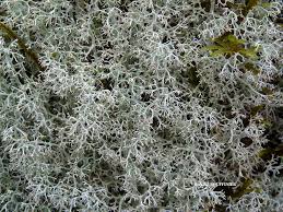 Attēlu rezultāti vaicājumam “Cladonia ciliata”