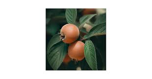 Attēlu rezultāti vaicājumam “Mespilus germanica fruit”