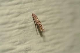 Attēlu rezultāti vaicājumam “Psyche casta larva”