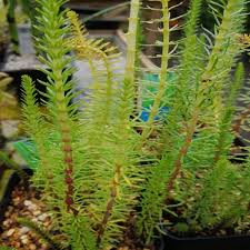 Attēlu rezultāti vaicājumam “Hippuris vulgaris”