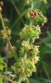 Attēlu rezultāti vaicājumam “Rumex obtusifolius fruit”
