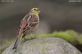 Attēlu rezultāti vaicājumam “Emberiza citrinella juvenile”