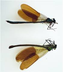 Attēlu rezultāti vaicājumam “Calopteryx splendens”