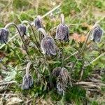 Attēlu rezultāti vaicājumam “Pulsatilla pratensis fruit”