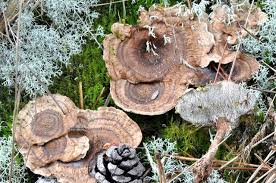 Attēlu rezultāti vaicājumam “Phellodon tomentosus”