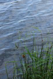 Attēlu rezultāti vaicājumam “Leersia oryzoides”