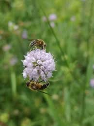 Image result for Succisella inflexa