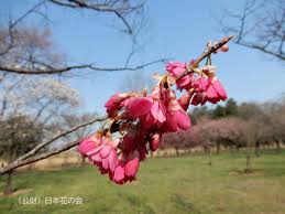 Image result for 緋寒桜