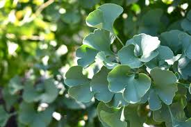 Attēlu rezultāti vaicājumam “Ginkgo biloba leaf”