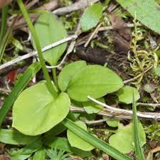 Attēlu rezultāti vaicājumam “Parnassia palustris”