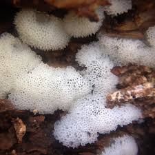 Attēlu rezultāti vaicājumam “Ceratiomyxa porioides”